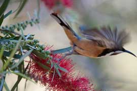 spinebill